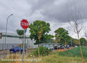Viterbo - Alberi al Salamaro rinsecchiti