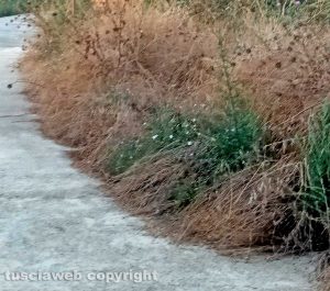 Viterbo - Sterpaglie alla pista ciclopedonale al Riello