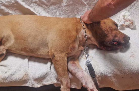 Monterosi - L'amstaff ferito
