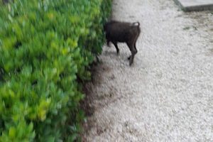 Oriolo Romano - I cinghiali al cimitero