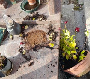 Oriolo Romano - Il cimitero dopo il passaggio dei cinghiali