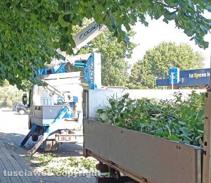 Viterbo - Potatura degli alberi