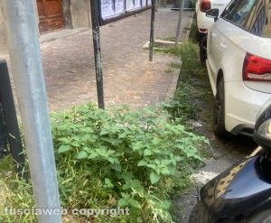 Viterbo - Via Tommaso Carletti tra le erbacce