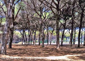Tarquinia - La Pineta Spinicci