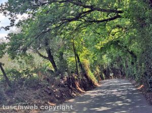 Viterbo - Strada Cuculo - I rami pericolanti degli alberi secolari