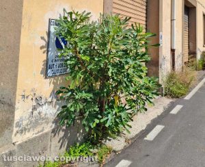 Viterbo - Pianta di fico in via Monfalcone