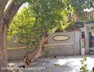 Civitavecchia - Albero crollato in Corso Centocelle