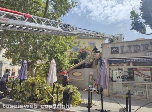 Civitavecchia - Albero crollato in Corso Centocelle