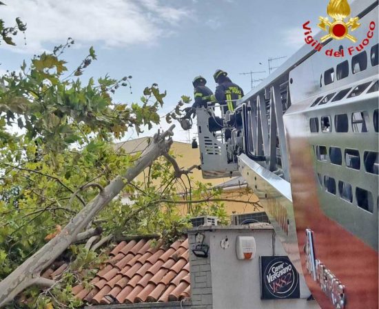 Civitavecchia - Albero crollato in Corso Centocelle