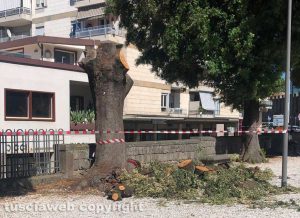 Viterbo - Alberi secolari tagliati a pratogiardino Lucio Battisti