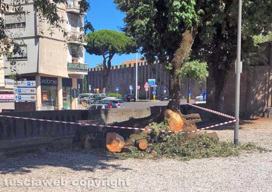 Viterbo - Alberi secolari tagliati a pratogiardino Lucio Battisti