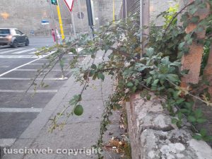 Viterbo - Rovi a piazza Crispi