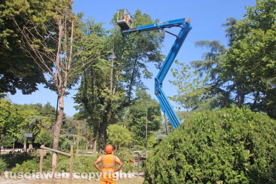 Viterbo - Pratogiardino Lucio Battisti - Il taglio degli alberi