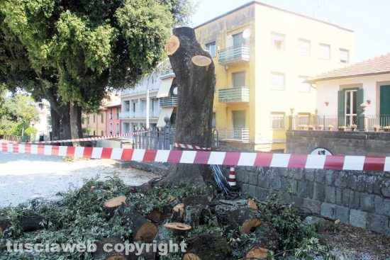 Viterbo - Pratogiardino Lucio Battisti - Il taglio degli alberi