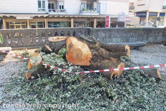 Viterbo - Pratogiardino Lucio Battisti - Il taglio degli alberi