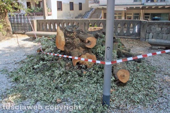 Viterbo - Pratogiardino Lucio Battisti - Il taglio degli alberi