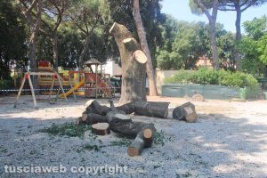 Viterbo - Pratogiardino Lucio Battisti - Il taglio degli alberi