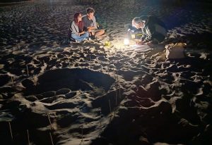 Fiumicino - Il presidio delle uova di tartaruga marina deposte in spiaggia