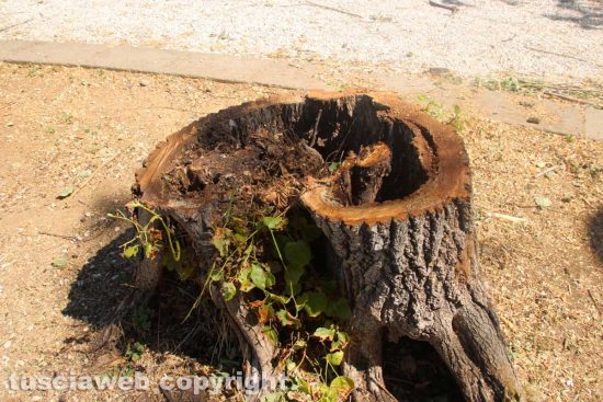 Viterbo - Gli alberi tagliati a pratogiardino Lucio Battisti