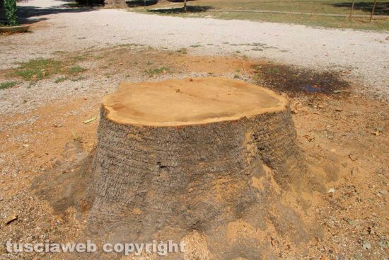 Viterbo - Gli alberi tagliati a pratogiardino Lucio Battisti