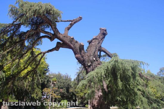 Viterbo - Gli alberi tagliati a pratogiardino Lucio Battisti