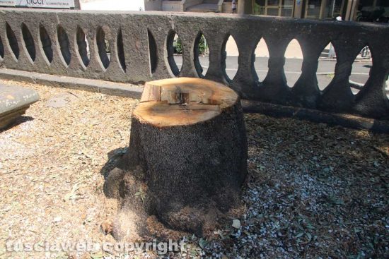 Viterbo - Gli alberi tagliati a pratogiardino Lucio Battisti