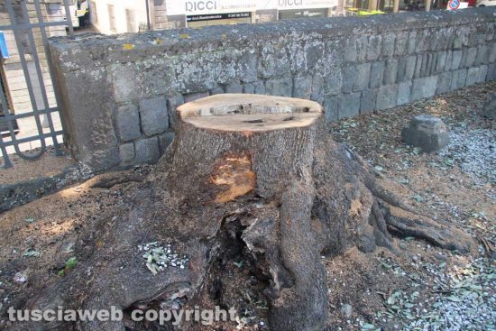 Viterbo - Gli alberi tagliati a pratogiardino Lucio Battisti
