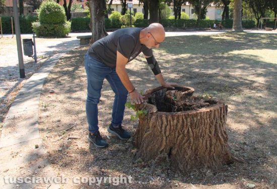 Viterbo - Gli alberi tagliati a pratogiardino Lucio Battisti - Il sopralluogo di Andrea Vannini