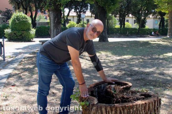 Viterbo - Gli alberi tagliati a pratogiardino Lucio Battisti - Il sopralluogo di Andrea Vannini
