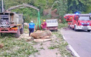Allumiere - Un grosso albero cade tra l'impianto sportivo "La Cavaccia" e la provinciale