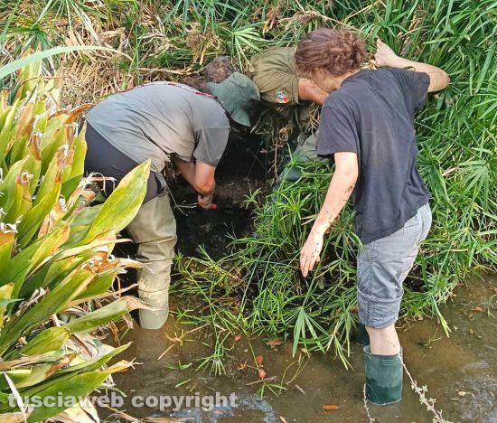 Viterbo - Pratogiardino Battisti - Spostati i pesci dalla vasca grande