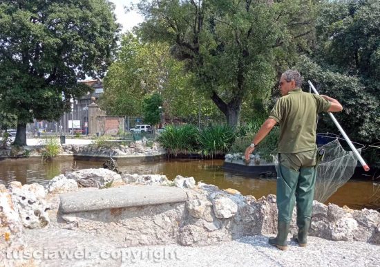 Viterbo - Pratogiardino Battisti - Spostati i pesci dalla vasca grande