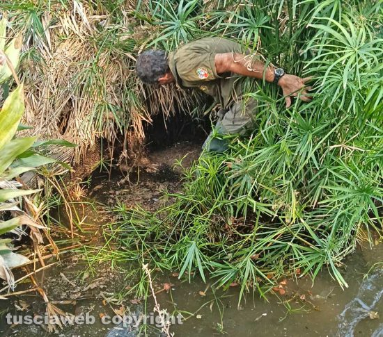 Viterbo - Pratogiardino Battisti - Spostati i pesci dalla vasca grande
