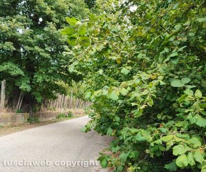 Ronciglione - Erbacce sulla sp lago di Vico