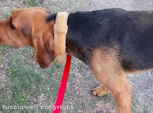 Segugio smarrito trovato a Tobia
