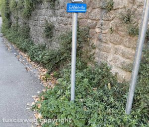 Viterbo - Erbacce in centro sotto al cartello “Viterbo bella, una città pulita è una città migliore”