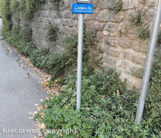 Viterbo - Erbacce in centro sotto al cartello “Viterbo bella, una città pulita è una città migliore”