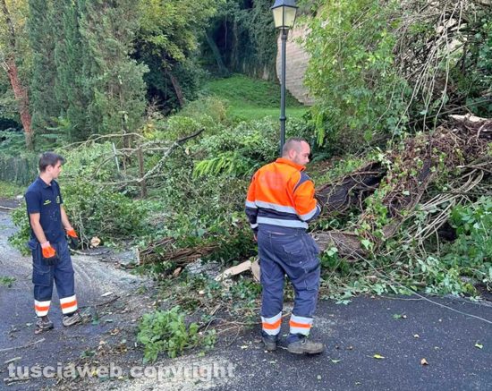 Acquapendente - Albero crollato per il maltempo