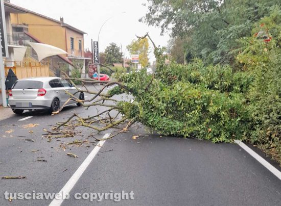 Vetralla - Albero crolla sulla Cassia