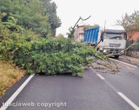 Vetralla - Albero crolla sulla Cassia