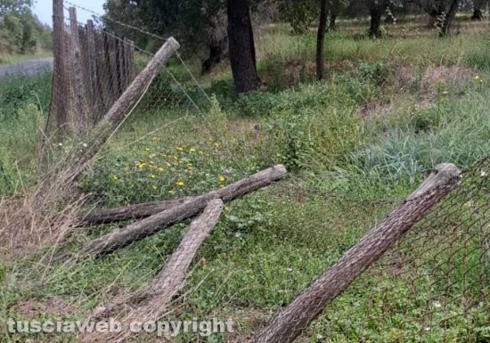 Vetralla - La recinzione abbattuta dai ladri in casa di Franco Mezzatesta