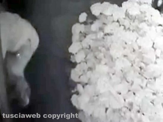 Vetralla - Il ladro in azione mentre entra in una villetta in via Forocassio