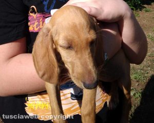 Smarrita una cucciola di segugio di 60 giorni