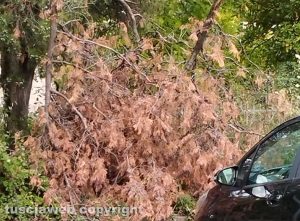 Viterbo - Pilastro - Alberi secchi e rami spezzati sulle auto parcheggiate