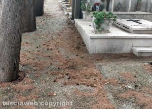 Viterbo - Il cimitero di San martino al Cimino nel completo abbandono