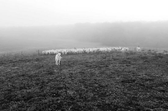 Selva del Lamone - Ph. Credits Gianni Mercuri