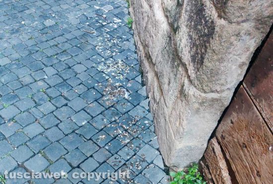 Viterbo - Incuria nel centro storico al quartiere San Pellegrino