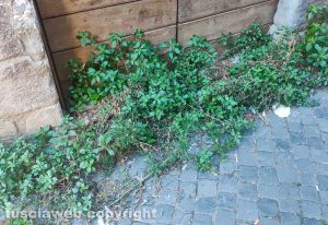 Viterbo - Incuria nel centro storico al quartiere San Pellegrino