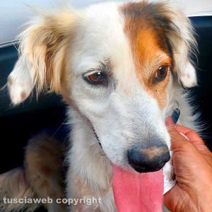 Il cane smarrito trovato a Vetralla