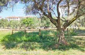 Viterbo - Parco della solidarietà